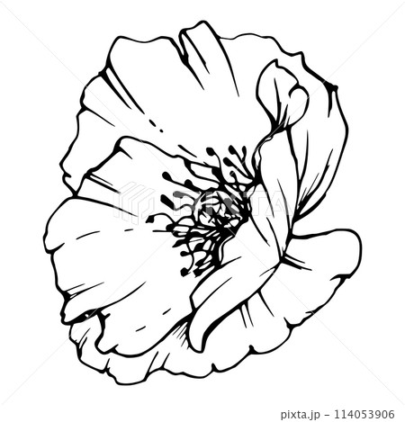 Vector set of elements with hand drawn peony poppy flowers. Isolated on white background. Botanical graphic illustration. Design for invitations, wedding, love or greeting cards, paper, print, textile Vector set of elements with hand drawn peony poppy flowers. Isolated on white background. Botanical graphic illustration. Design for invitations, wedding, love or greeting cards, paper, print, textile 114053906