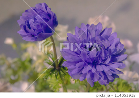 青い八重咲きアネモネ 青い八重咲きアネモネ 114053918