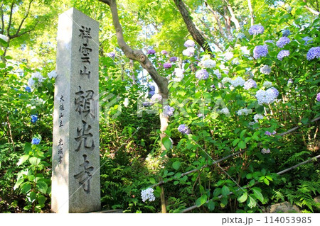 頼光寺の紫陽花 114053985