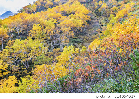 北海道 紅葉の黒岳 114054017