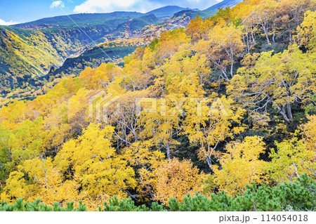北海道 紅葉の黒岳 114054018