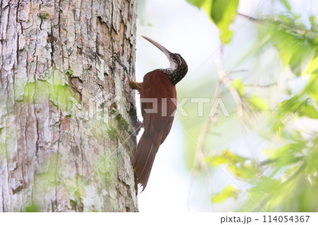 オオオニキバシリ 114054367