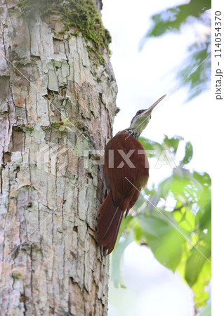 オオオニキバシリ 114054370