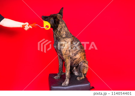 A dog builder is holding a roller brush. Red yellow background. Isolated. Dutch shepherd 114054401