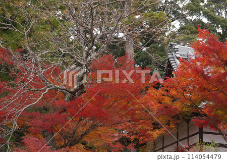 紅葉 114054479