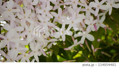 庭のジャスミンの花、ハゴロモジャスミンのクローズアップ、羽衣ジャスミンの花 114054481