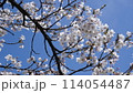 青空の桜 114054487