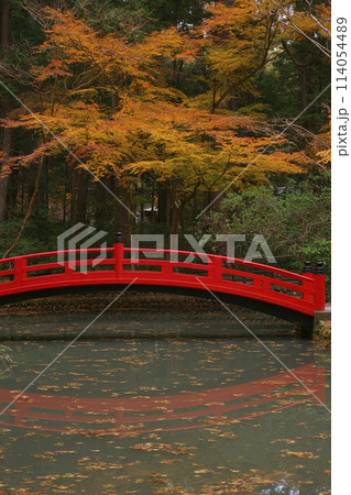 紅葉　 114054489