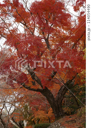 紅葉 114054490