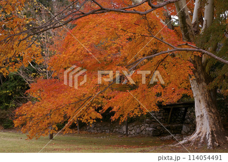紅葉 114054491