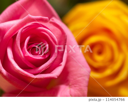 Pink and yellow rose blooms, macro with DOF 114054766