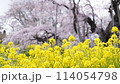 菜の花と三春滝桜 114054798