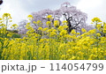 菜の花と三春滝桜 114054799