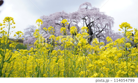 菜の花と三春滝桜 114054799