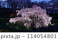 ライトアップされた三春滝桜 114054801