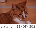 くつろいでる猫 114054802