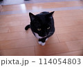 行儀良く座ってる猫 114054803