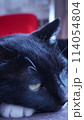 寝そべっている黒猫 114054804