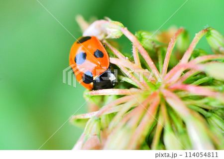 シロツメクサとテントウムシ シロツメクサとテントウムシ 114054811