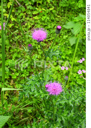 アザミ、ノアザミ アザミ、ノアザミ 114054841