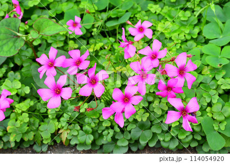ベニカタバミ 114054920