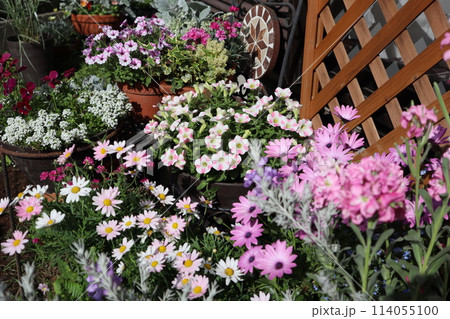 小さな庭のピンク色の花寄せ植え&寄せ鉢 小さな庭のピンク色の花寄せ植え&寄せ鉢 114055100