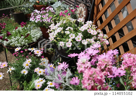 小さな庭のピンク色の花寄せ植え&寄せ鉢 小さな庭のピンク色の花寄せ植え&寄せ鉢 114055102