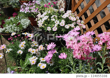小さな庭のピンク色の花寄せ植え&寄せ鉢 小さな庭のピンク色の花寄せ植え&寄せ鉢 114055108