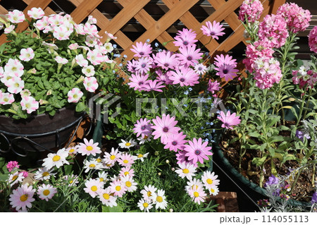 小さな庭のピンク色の花寄せ植え&寄せ鉢 小さな庭のピンク色の花寄せ植え&寄せ鉢 114055113
