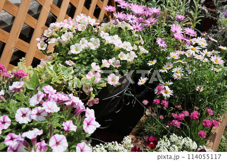 小さな庭のピンク色の花寄せ植え＆寄せ鉢 114055117