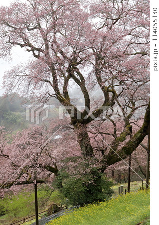 ひょうたん桜　霧に包まれる　（高知県　仁淀川町） 114055130