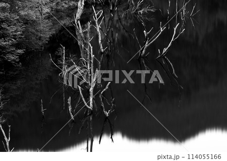 湖面に映る水没樹(B&W) 114055166