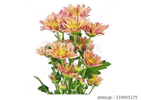 【菊 SPマム オレンジ】 (深度合成) 【菊 SPマム オレンジ】 (深度合成) 114055175