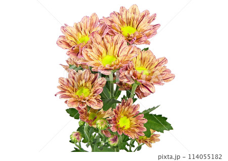 【菊 SPマム オレンジ】 (深度合成) 【菊 SPマム オレンジ】 (深度合成) 114055182