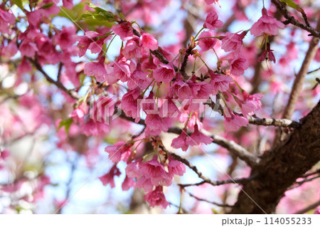 Spring blooming a small tree Taiwan cherry, Formosan cherry, or bellflower cherry (lat.- Prunus campanulata) Spring blooming a small tree Taiwan cherry, Formosan cherry, or bellflower cherry (lat.- Prunus campanulata) 114055233