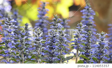 夕陽に染まるアジュガレプタンス 114055357