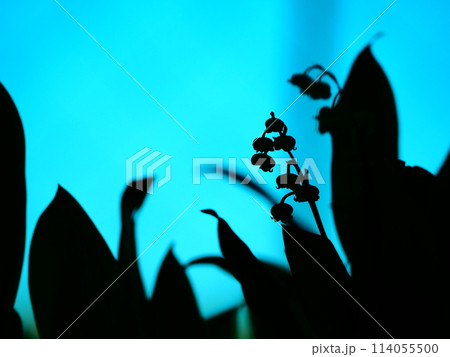 スズランのシルエット スズランのシルエット 114055500