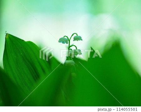 光を浴びて輝くスズラン 光を浴びて輝くスズラン 114055501