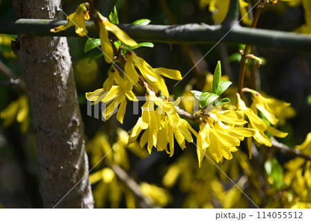 レンギョウ（連翹） 114055512