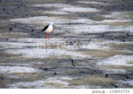 black-winged stilt Himantopus himantopus in Aveiro's salt pans Portugal black-winged stilt Himantopus himantopus in Aveiro's salt pans Portugal 114055735