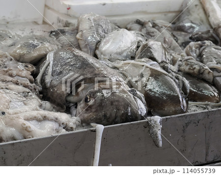 cuttlefish Fish Market fresh fish Aveiro Portugal cuttlefish Fish Market fresh fish Aveiro Portugal 114055739