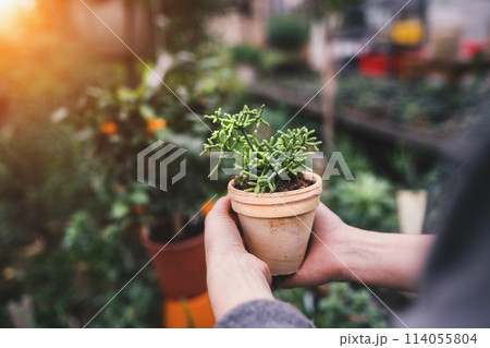 Small greenhouse business. Gardener holding potted succulent. 114055804
