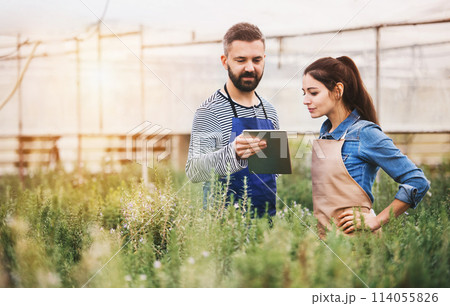 Small greenhouse business. Gardeners looking at order in tablet, preparing flowers and seedlings for customer. Small greenhouse business. Gardeners looking at order in tablet, preparing flowers and seedlings for customer. 114055826