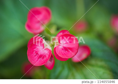 Close up of beautiful pink begonia flower. 114055846