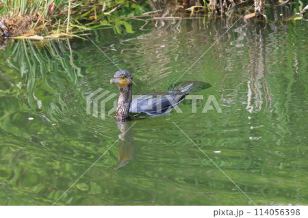 池の水面を泳ぐカワウ 池の水面を泳ぐカワウ 114056398