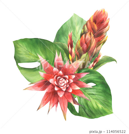 Tropical arrangement with red bromeliad flower, buds, palm anthurium leaf, home plant leaves Exotic southern jungle greenery floral clipart. Watercolor painted illustration Isolated white background.  114056522