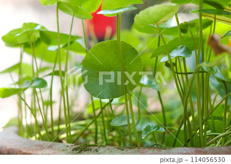 A lot of green lotus leaf in the tub, horizontal view. A lot of green lotus leaf in the tub, horizontal view. 114056530