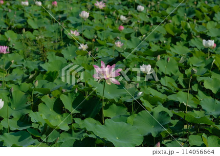 蓮の花 114056664