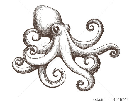 Octopus vintage engraving sketch Octopus vintage engraving sketch 114056745
