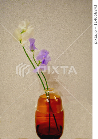 花瓶に入れたスイートピー 花瓶に入れたスイートピー 114056843